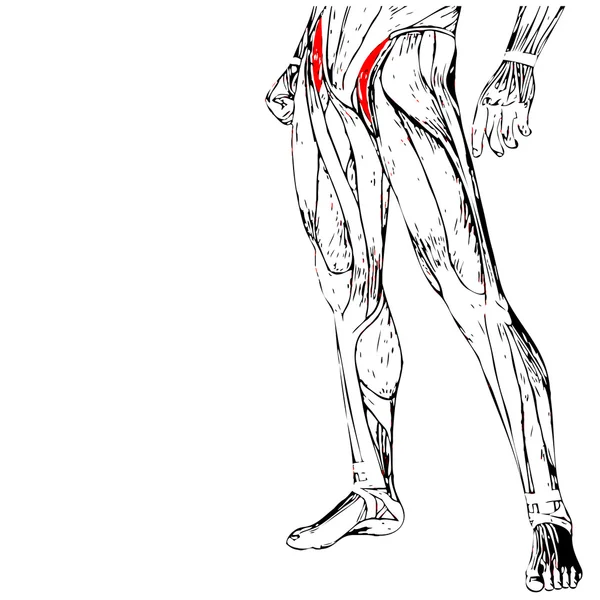 Анатомія людської ноги — стокове фото