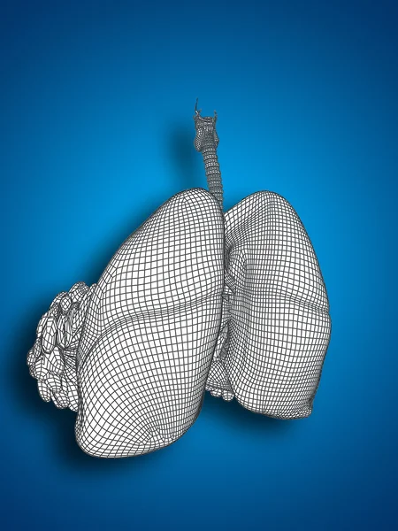 Έννοια ή εννοιολογική ανατομικές ανθρώπινη γυναίκα 3d wireframe ματιών αναπνευστικό σύστημα με τους πνεύμονες και τα στήθη σε μπλε φόντο — Φωτογραφία Αρχείου