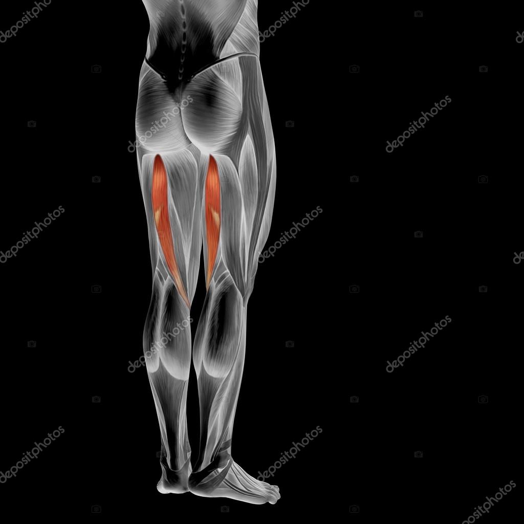 Anatomie Menschlicher Beine Stockfotografie Lizenzfreie Fotos C Design36 94592102 Depositphotos