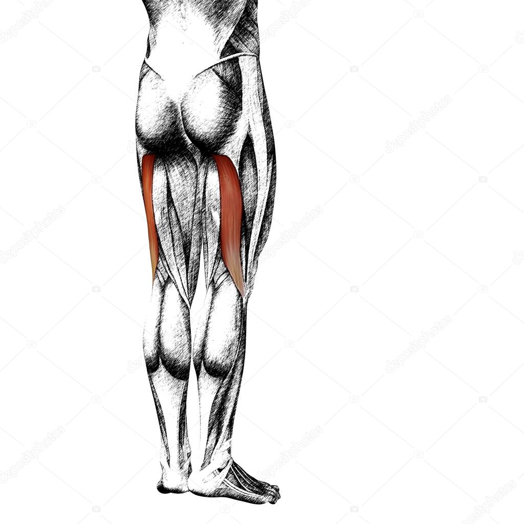 schizzi anatomia