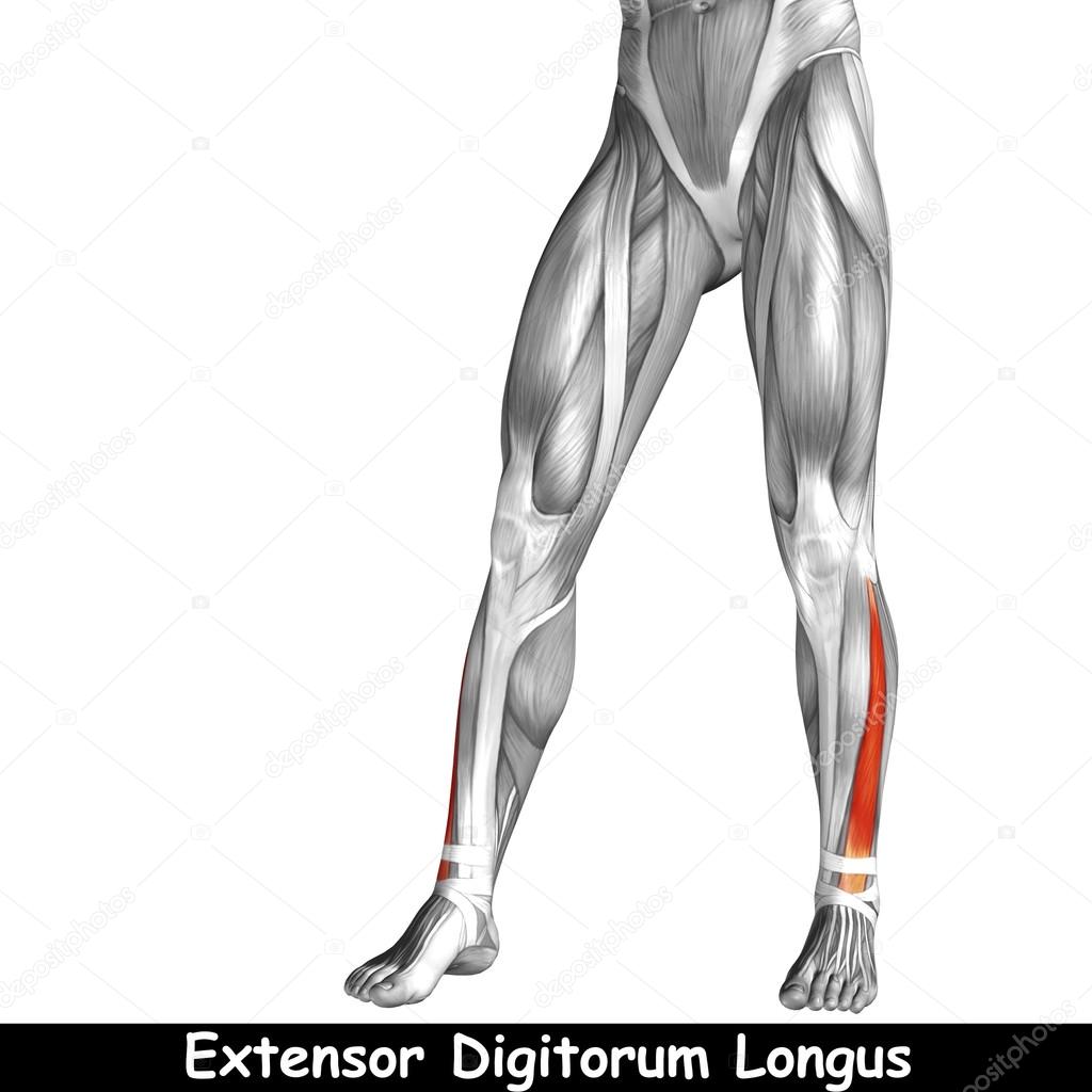 Concept or conceptual 3D human lower leg anatomy or anatomical and muscle isolated on white background