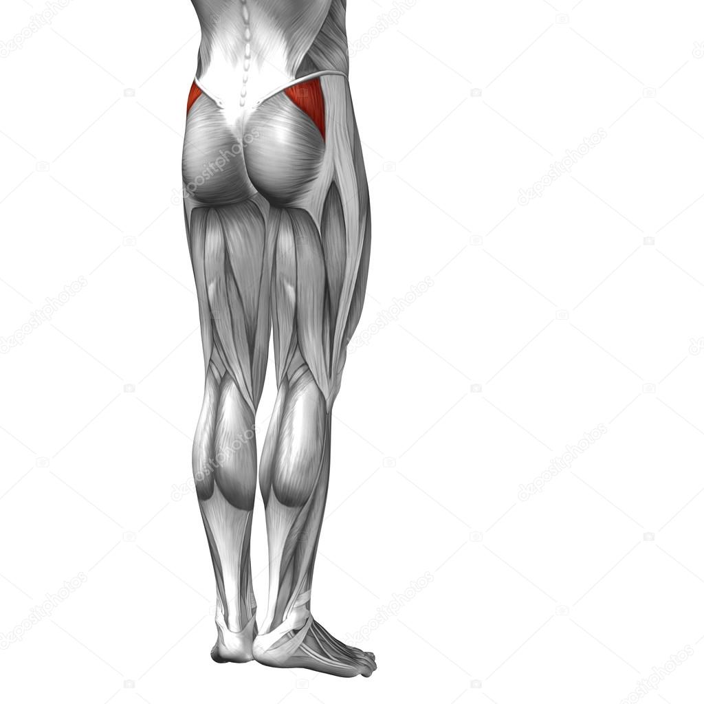 Conceptual 3D human upper leg anatomy or anatomical and muscle isolated on white background