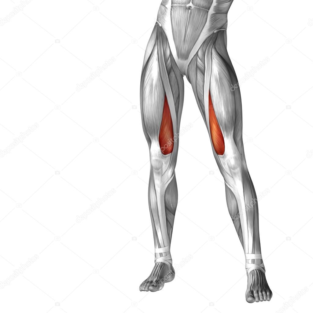 Anatomy Of Upper Leg Muscles And Tendons - Function Of The ...