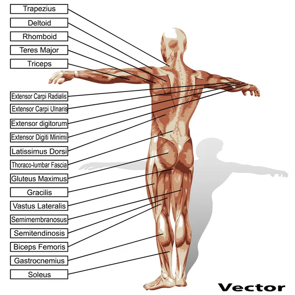 Anatomia dell'uomo con testo dei muscoli — Vettoriale Stock