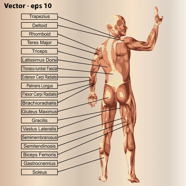 Mannelijke anatomie met spieren en tekst — Stockvector