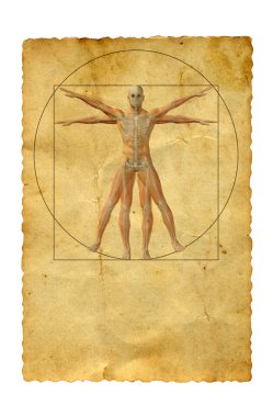 Vitruvius insan vücudu çizim