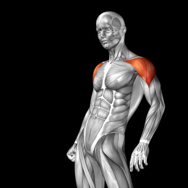 Göğüs insan anatomisi