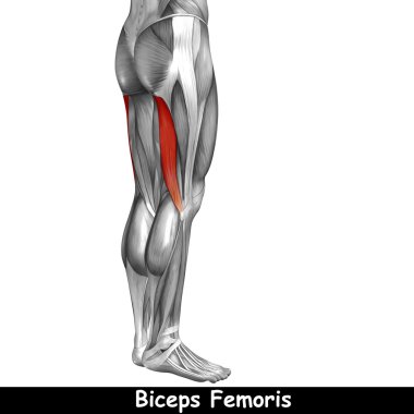 Concept or conceptual 3D human upper leg anatomy or anatomical and muscle isolated on white background