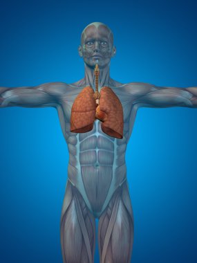 Anatomik insan solunum sistemi