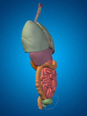 iç organları karın veya Toraks
