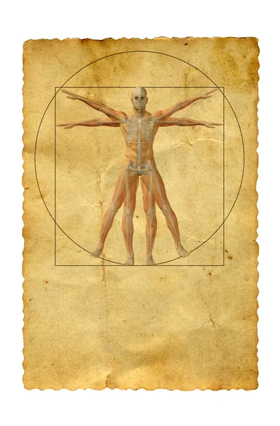 ウィトルウィウス的人体図 — ストック写真