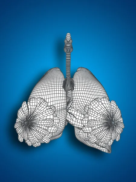 Konzept oder konzeptionelle anatomische menschliche Frau 3D-Drahtgitter-Atmungssystem mit Lungen und Brüsten auf blauem Hintergrund — Stockfoto