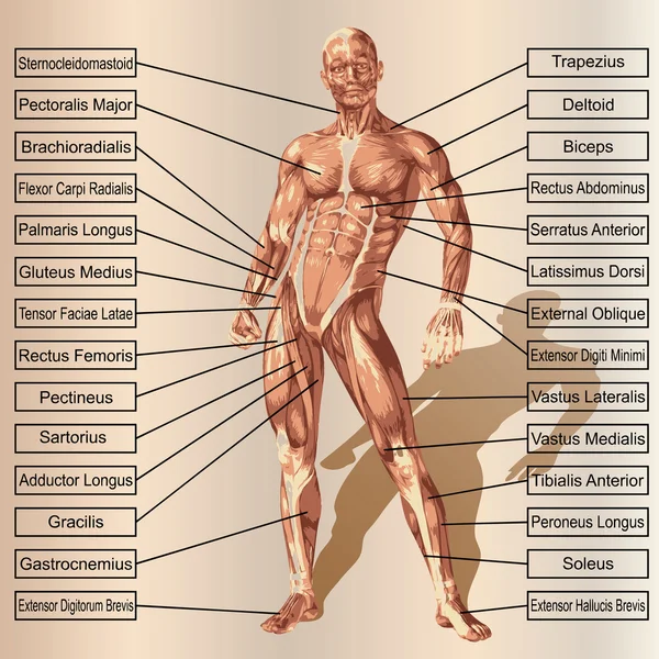 Uomo con muscoli e testo — Foto Stock