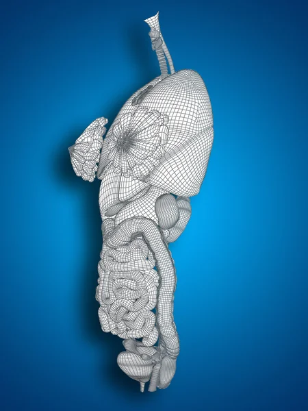 Concept conceptual anatomical human woman 3D black wireframe mesh digestive system on blue background — Stock Photo, Image