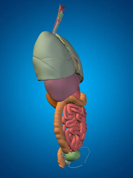 Iç organları karın veya Toraks — Stok fotoğraf