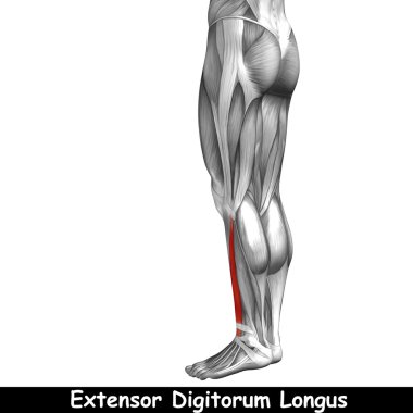 insan alt bacaklar anatomisi