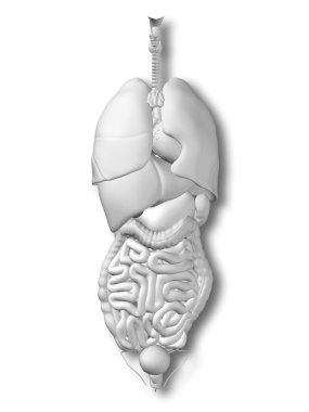 iç organları karın veya Toraks