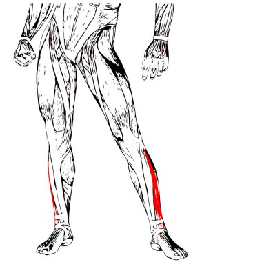 insan alt bacaklar anatomisi