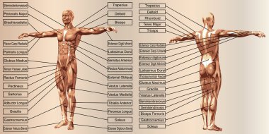 adam anatomisi ve kaslar