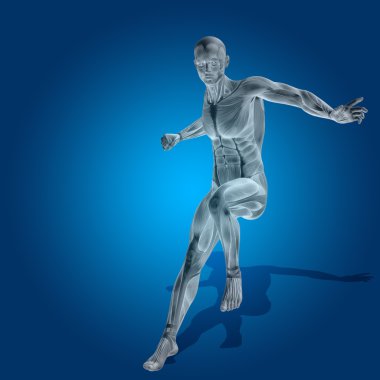 Anatomi vücut kasları ile