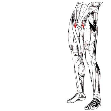 insan üst bacaklar anatomisi