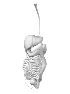 İnsan sindirim sistemi