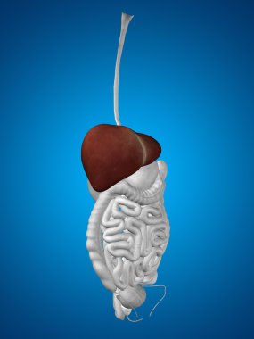 insan veya adam anatomisi