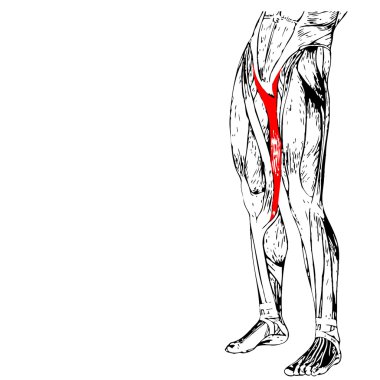 insan üst bacaklar anatomisi