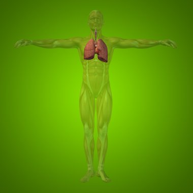 insan solunum sistemi