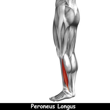 insan alt bacaklar anatomisi