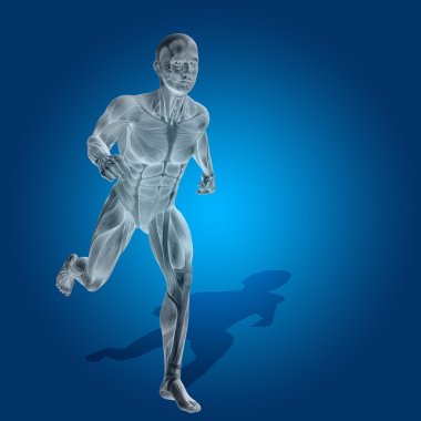 Anatomi vücut kasları ile