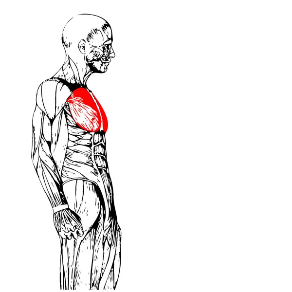 Göğüs insan anatomisi — Stok fotoğraf