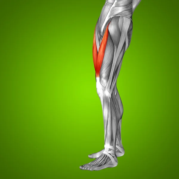 Anatomia das pernas superiores — Fotografia de Stock