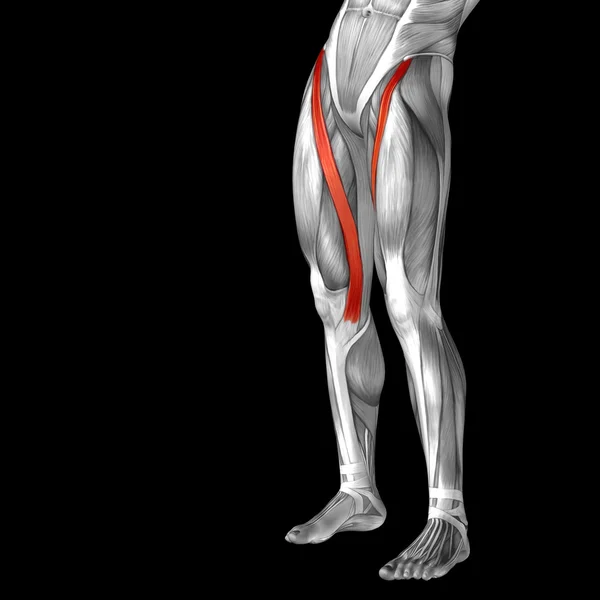 Anatomia das pernas superiores — Fotografia de Stock