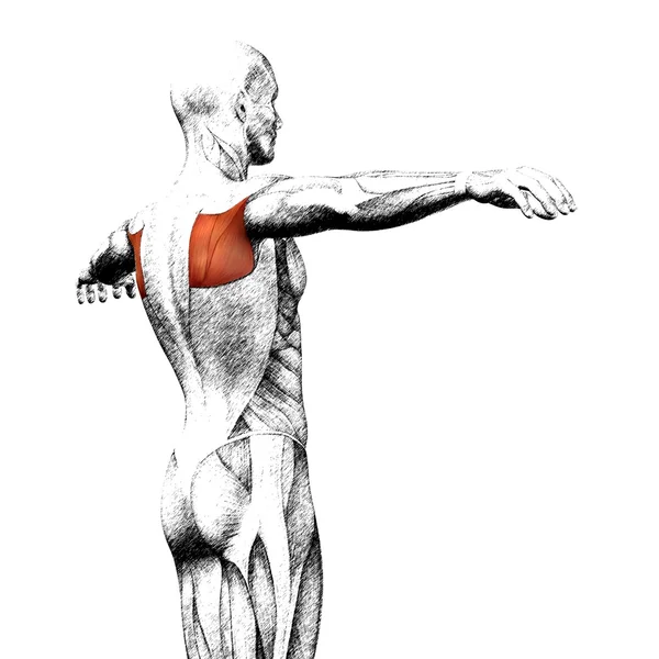 Espalda anatomía humana — Foto de Stock