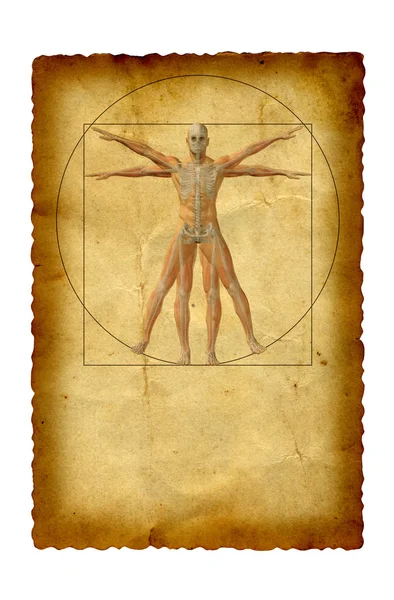 概念ウィトルウィウス的人体 — ストック写真
