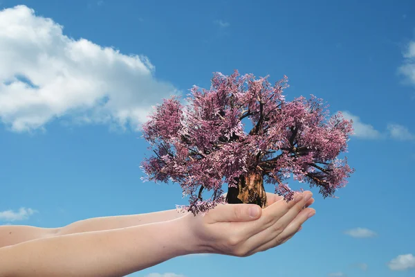 Manos sosteniendo el árbol — Foto de Stock