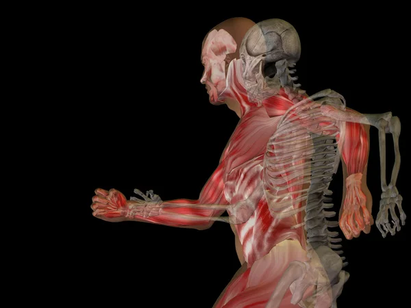 Anatomie met beenderen of skelet — Stockfoto