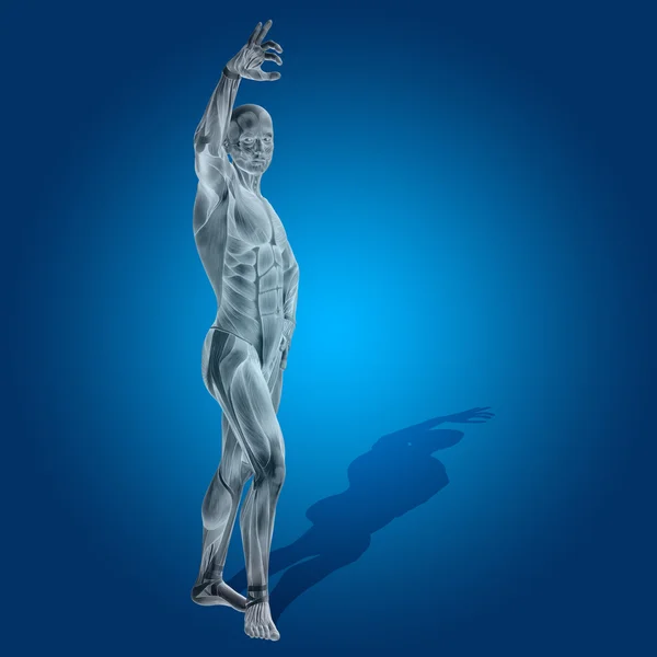 Anatomi vücut kasları ile — Stok fotoğraf