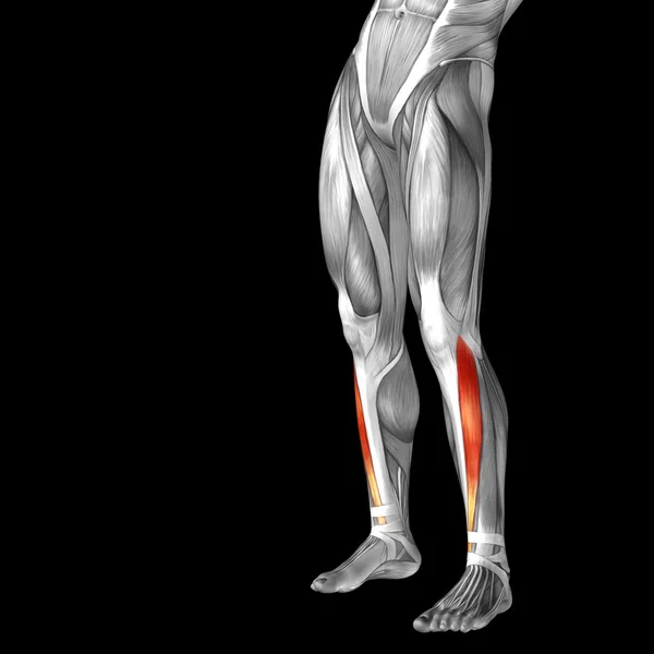 Анатомия нижних ног человека — стоковое фото