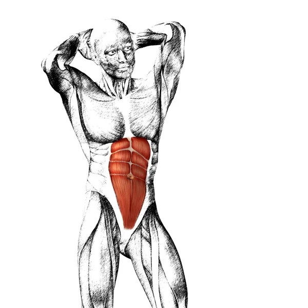 Mellkasi emberi anatómia — Stock Fotó
