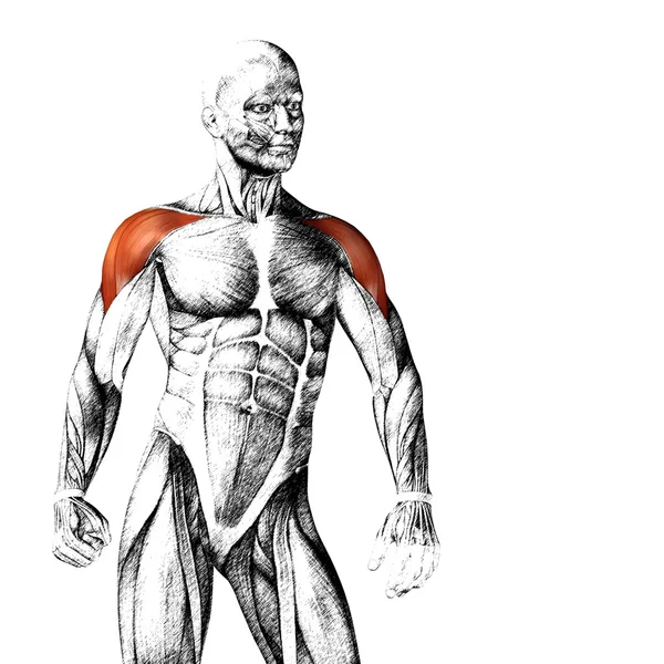 Анатомия груди человека — стоковое фото