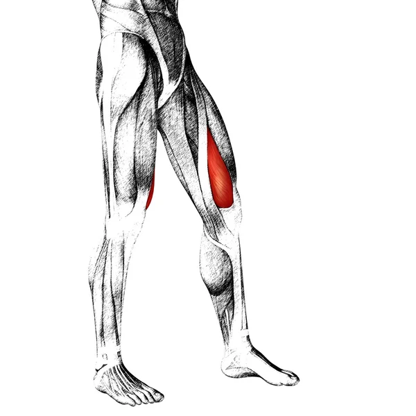 上下肢の解剖学 — ストック写真