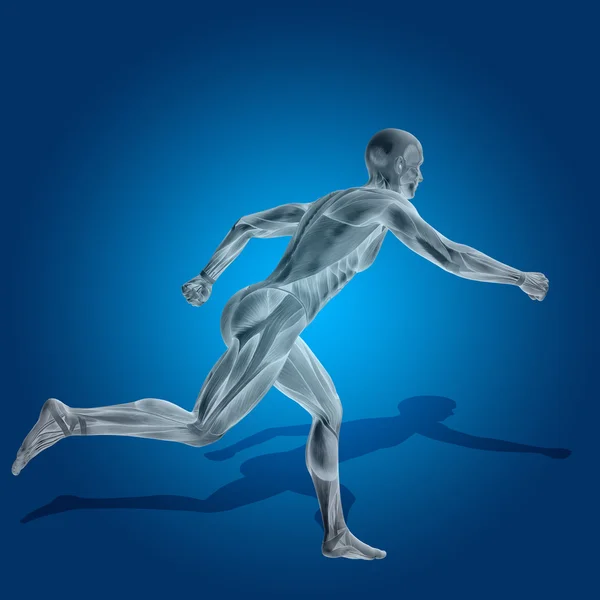 Anatomy body with muscles — Stock Photo, Image