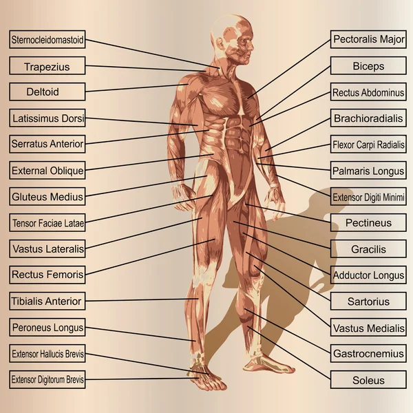 Anatomía masculina o humana — Foto de Stock
