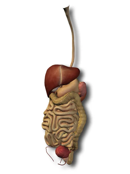 Konceptuella anatomiska mänskliga — Stockfoto