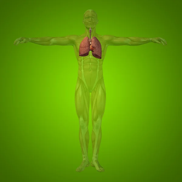 Menselijke ademhalingswegen — Stockfoto