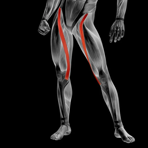 Bovenkant van de benen anatomie — Stockfoto