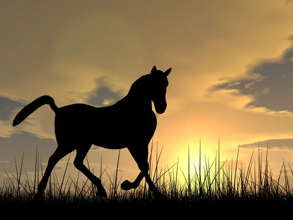 Silhouette de cheval dans l'herbe — Photo