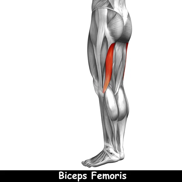 Upper legs anatomy — Stock Photo, Image